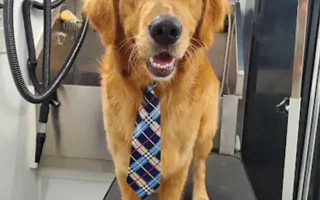 Groom and Zoom Mobile Pet's in Olathe, KS