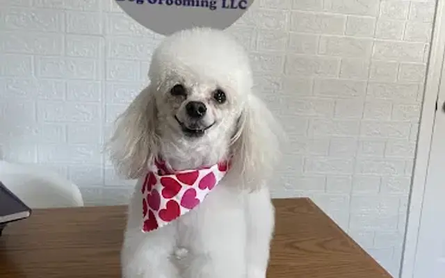 Big Paws Little Paws Dog Grooming LLC in Billerica, MA