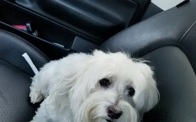 Janet's All Breed Dog Grooming in Mt Vernon, IL