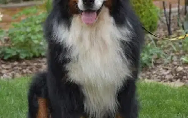 Franke's K-9 Cuts in Danville, PA