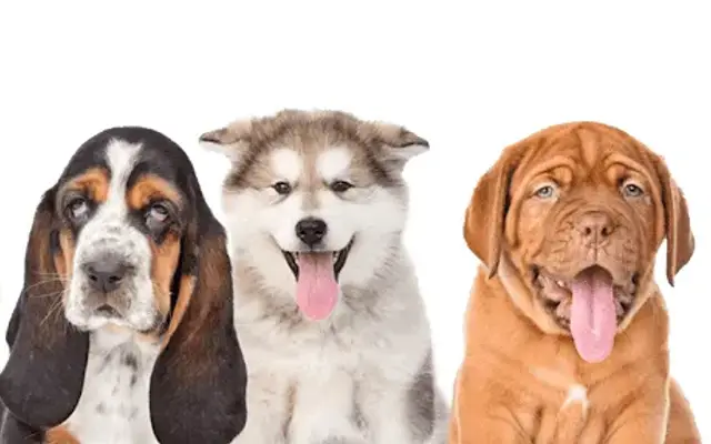 Mobile Pet Grooming in Houston, TX