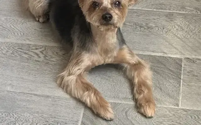 Beauty bark pet grooming salon in Los Lunas, NM