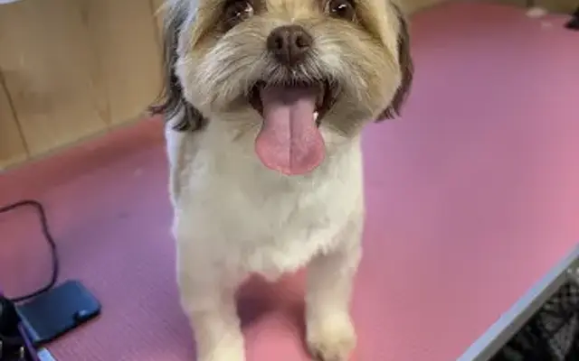 Shear Pawfection Dog Salon in Hobart, IN