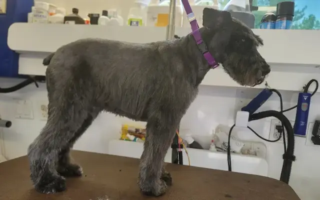 MVP Pet Grooming in North Springfield, VA
