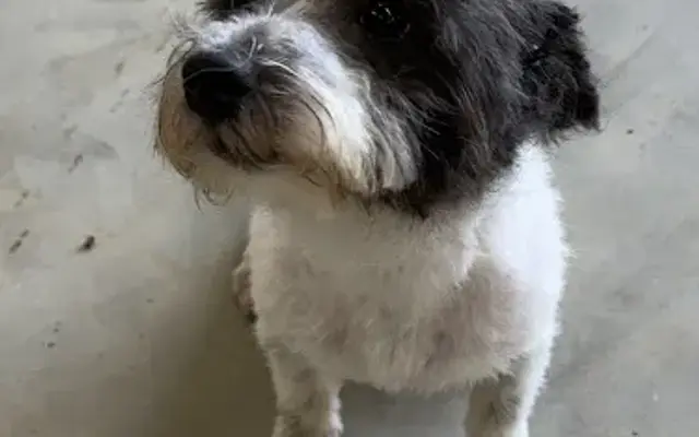 P K's Pet Grooming in Atlanta, TX