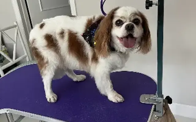Magical Transfurmations In Home Dog Grooming in Royal Palm Beach, FL
