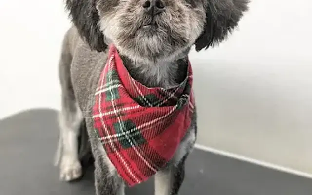Gone Grooming in Manahawkin, NJ