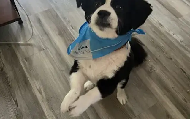 PetSmart Grooming in Leesburg, FL