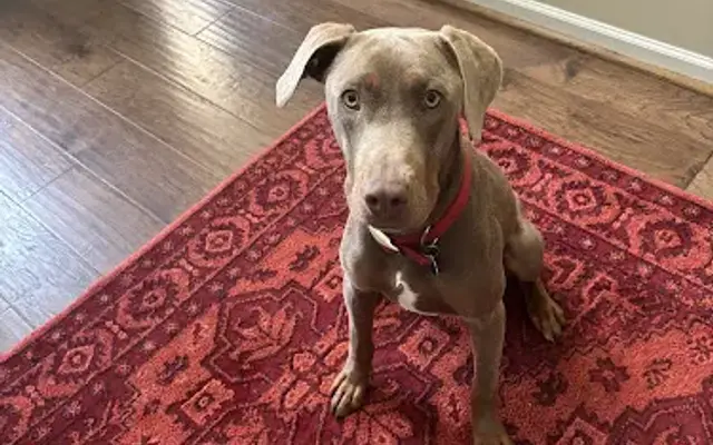 Upstate Dog Training and Pet Resort in Greer, SC