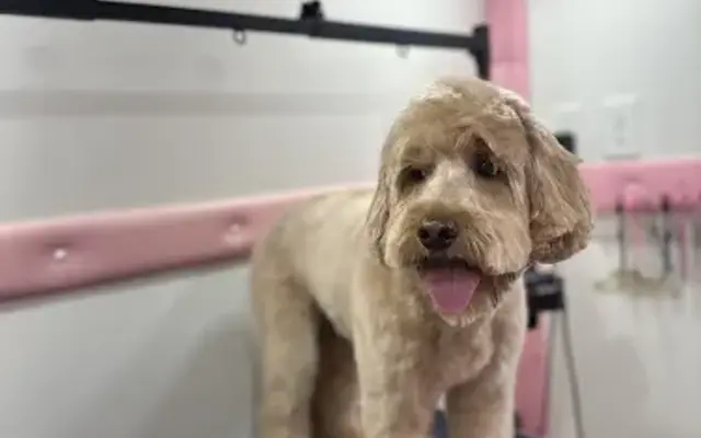 Glow Pup in Miami, FL
