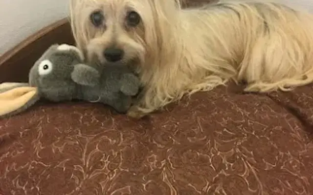 Little Paws Bed And Bath, Inc. in Middleborough, MA