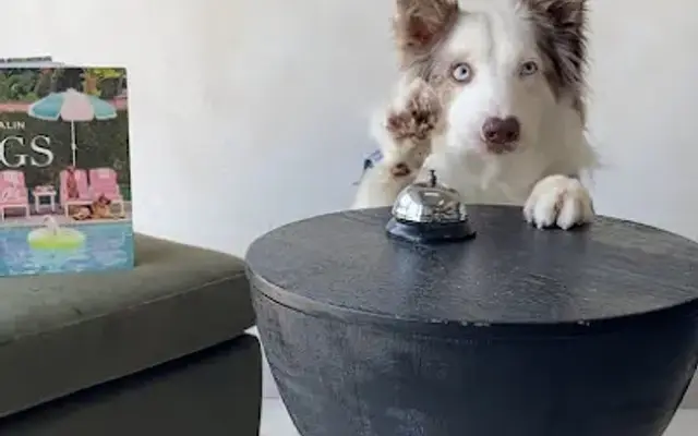 Pawsome Retreat in North Bay Village, FL