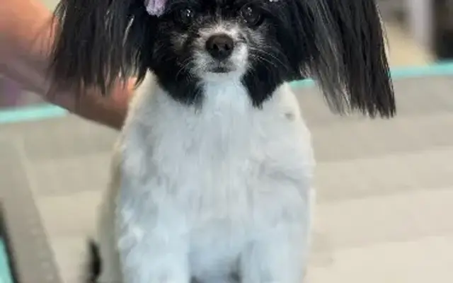 Good Dog! Grooming in Monroe, WA
