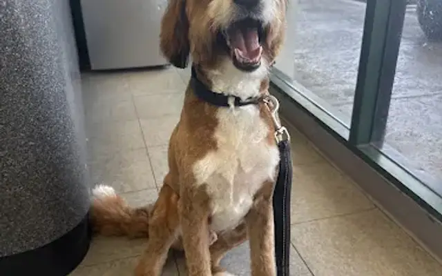 Marina Pet Spa in Marina Del Rey, CA