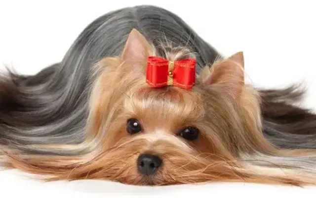 Banner Pet Care in Hillsboro, OR