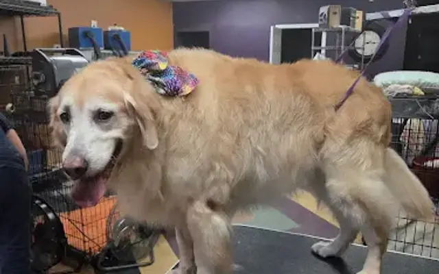 Plush Pup Dog Grooming - Sarasota, FL in Sarasota, FL