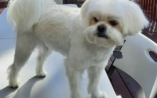 The Corded Groomer in South Lake Tahoe, CA