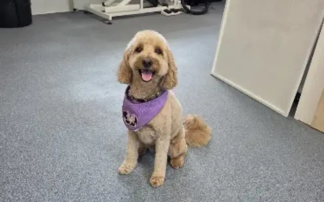 Lakeside Pet Spa LLC in Kissimmee, FL