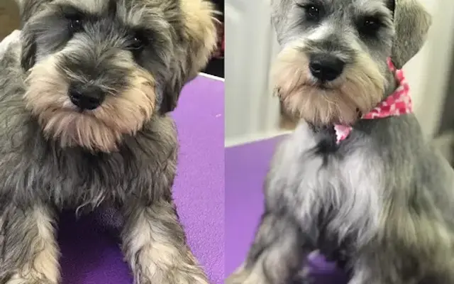 Bows and Bones Pet Salon in Giddings, TX
