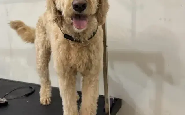 Happy Tails Pet Grooming in Warsaw, OH