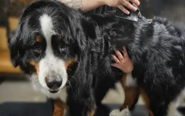 Conner's Canine Spa Of Carthage in Carthage, IL