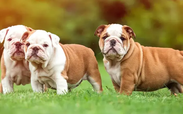 Hewlett Animal Hospital & Pet Resort in Hewlett, NY
