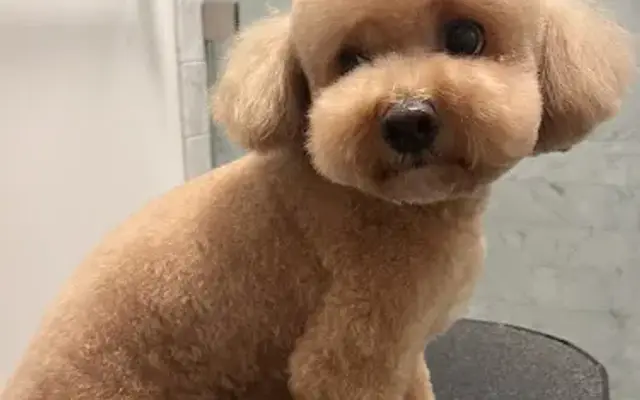 Happy Tail Pet Grooming in Florida, NY