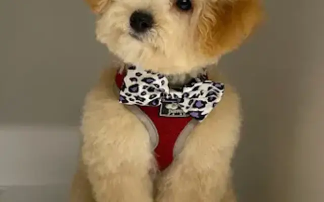 Fabulous Fur Grooming in Canton, MA