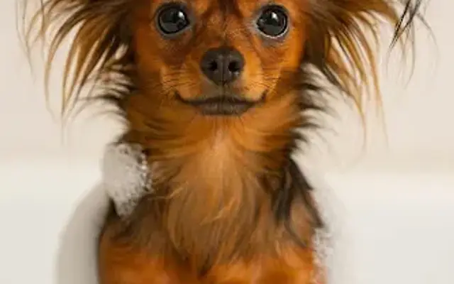 Fluffy Puppy Grooming in Zephyrhills, FL