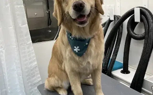 Deluxe Pups Mobile Pet Salon in Reading, PA
