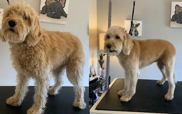 K9 Designs grooming in Woodland, CA
