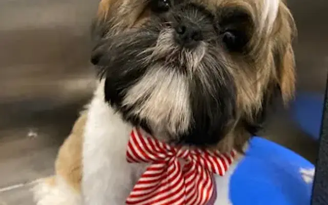 Best Dog Groomers Murray Hill in New York, NY