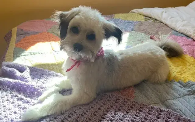 Seaside grooming in Playa Del Rey, CA