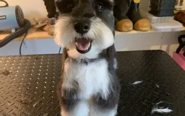 French Cuts Mobile Grooming, LLC in Indiantown, FL