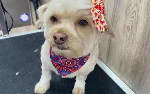 Hipets - Salon Grooming in Belmont, CA