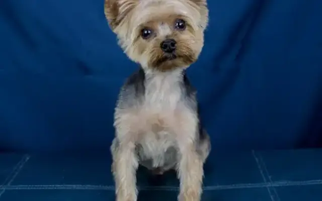 Pet Groom Studio in Chagrin Falls, OH