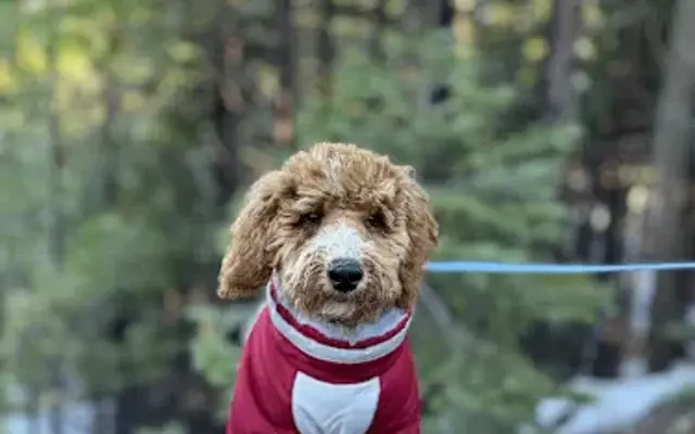 Ellie's Grooming in Pittsburg, CA