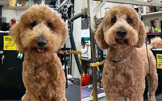 Grooming by V in Alhambra, CA