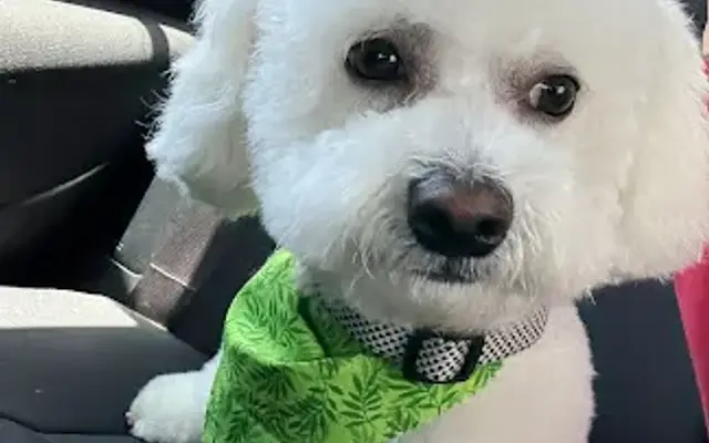 Pawsitively Beautiful Grooming in Kissimmee, FL