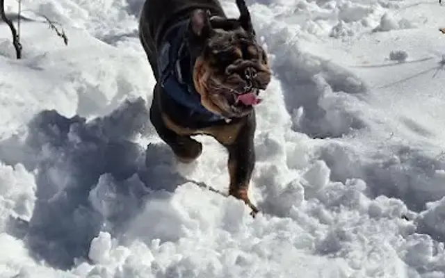 Active Dog, LLC in Bedford, NY