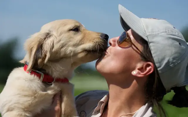 Augusta Dog Training And Doggy Daycare - Long Lake in Long Lake, MN