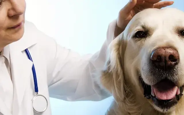 High Desert Animal Care Hospital in Palmdale, CA