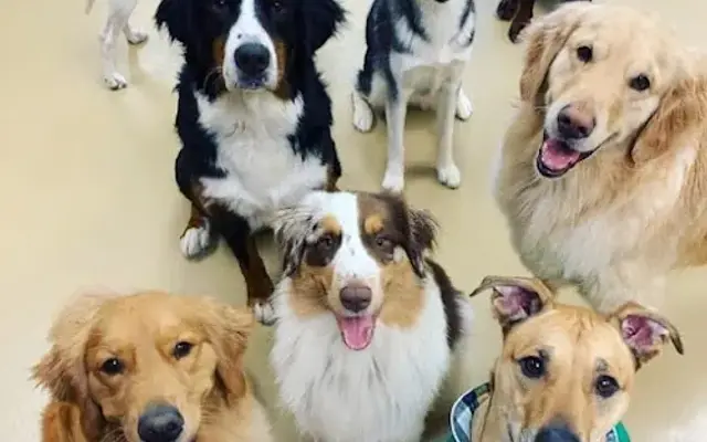 Willow Wood Pet Resort & Training Center in New Albany, OH