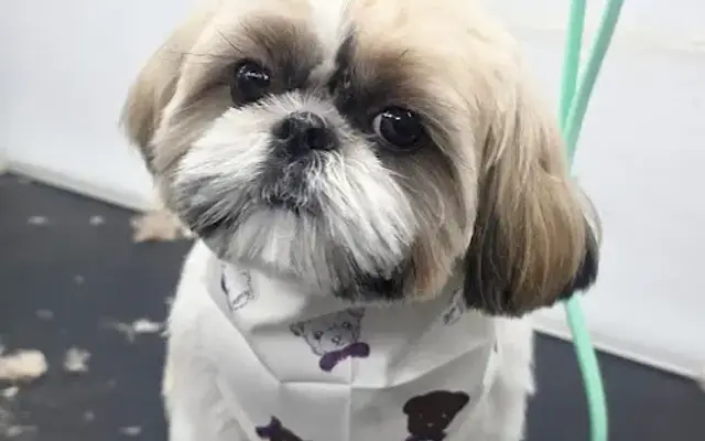Patitas Club Grooming in Coram, NY