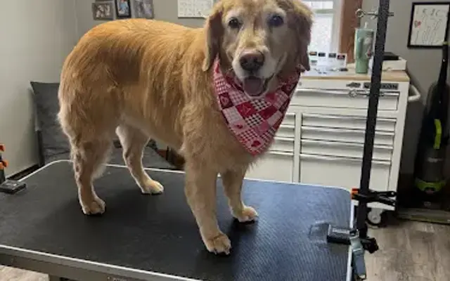 HoundHouse Grooming, LLC in Tunkhannock, PA