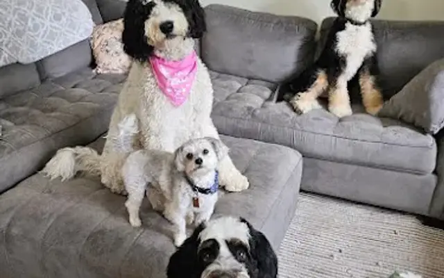 Royal doggies in Naples, FL