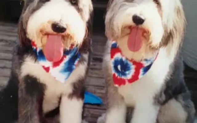 Hair of the Dogs in Scottdale, PA
