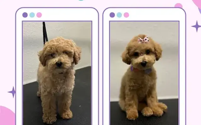Wowpets Grooming in Kissimmee, FL