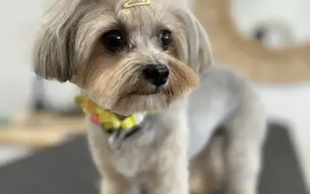 Barking Beauties Dog Grooming in Palm Springs, CA