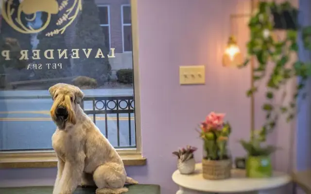Lavender Paw Pet Spa in Verona, WI